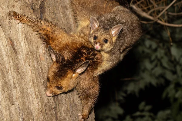 Vanlig Brushtail Pungråtta Med Baby — Stockfoto