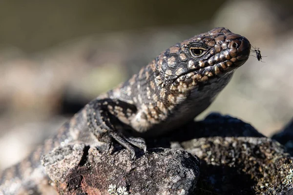 Mosquito Feeding Cunningham Skink Lizard — Stock Photo, Image