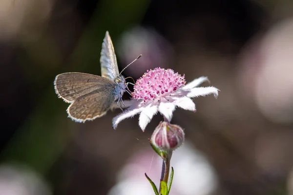 Pequena Borboleta Alimentando Néctar Uma Flor Flanela Rosa — Fotografia de Stock