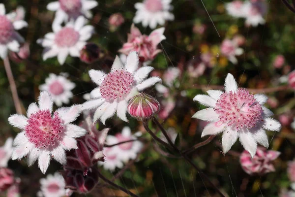 Flanelle Rose Fleurs Dans Les Hautes Montagnes Bleues Ouest Sydney — Photo