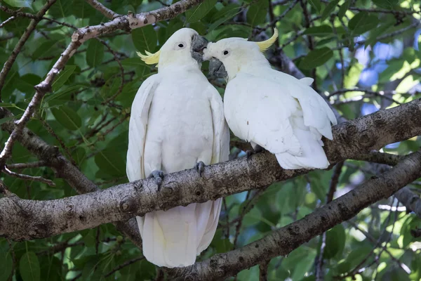 Sulphur Crested Cockatoo Pair Preening Each Other — Stock Photo, Image