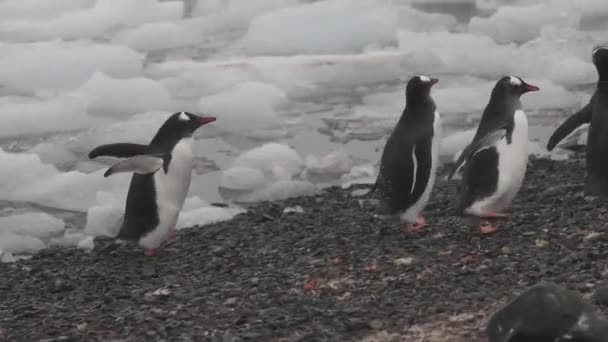 Gentoo Penguins Περπάτημα Βραχώδη Παραλία Ανταρκτική Χερσόνησος — Αρχείο Βίντεο