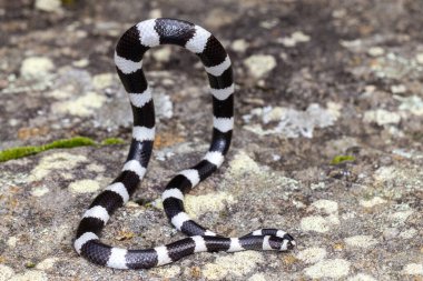 Bandy Bandy Snake savunma amaçlı vücut halkası sergiliyor.