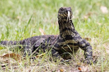 Dantelli Kertenkele Dilini titretiyor