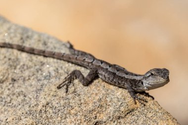 Jacky Dragon kayanın üzerinde güneşleniyor.
