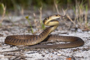 Kaba ölçekli Yılan saldırı pozisyonunda