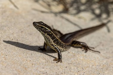Doğu Su Kayağı Güneş Işığının tadını çıkarıyor