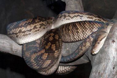 Avustralya Ovası veya Amethystine Python