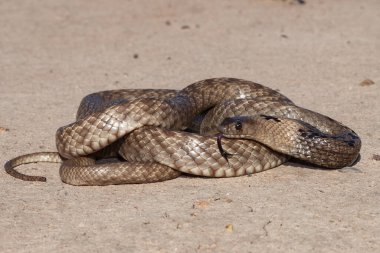 Strap-snouted Brown Snake curled up clipart