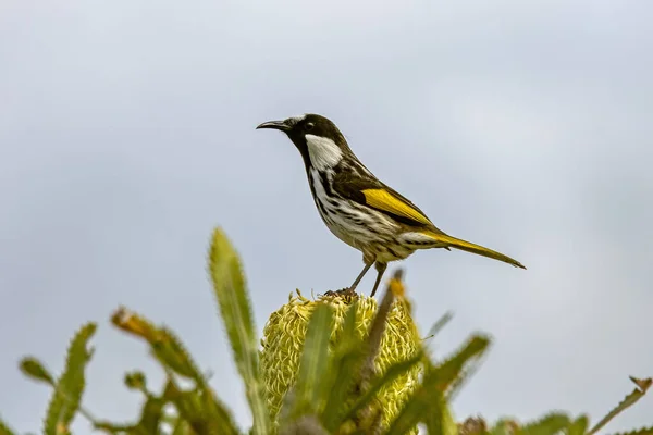 Honeyeater Białymi Policzkami Spoczywający Wallum Banksia — Zdjęcie stockowe