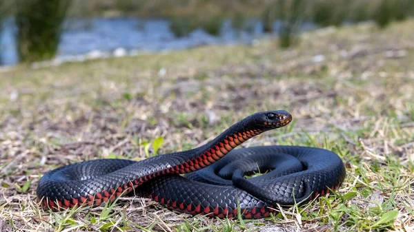 Vörös Hasú Fekete Kígyó Sütkérezik Napfényben — Stock Fotó
