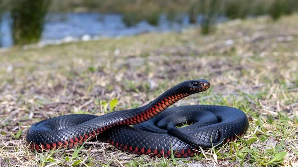 Vientre Rojo Serpiente Negra Tomando Sol —  Fotos de Stock