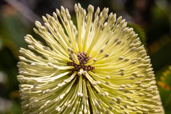 Primo Piano Del Fiore Wallum Banksia — Foto Stock