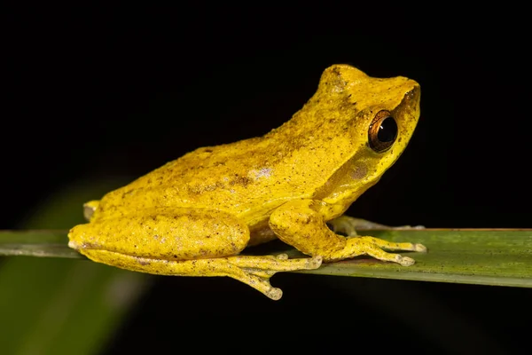 Grenouille Arbre Tourbillonnante Reposant Sur Une Feuille Verte — Photo