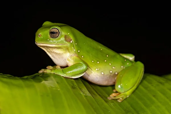 Sauterelle Face Oblique Géante Verte Reposant Sur Une Feuille Herbe — Photo