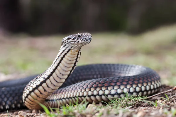 オーストラリア高地銅頭のヘビが発生しました — ストック写真