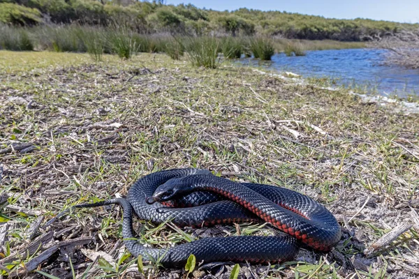 Краснобрюхая Черная Змея Греется Среде Обитания — стоковое фото