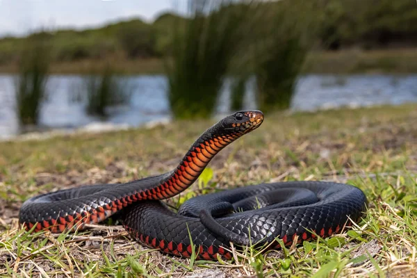 Cobras Negras Barriga Vermelha Que Aquecem Habitat — Fotografia de Stock