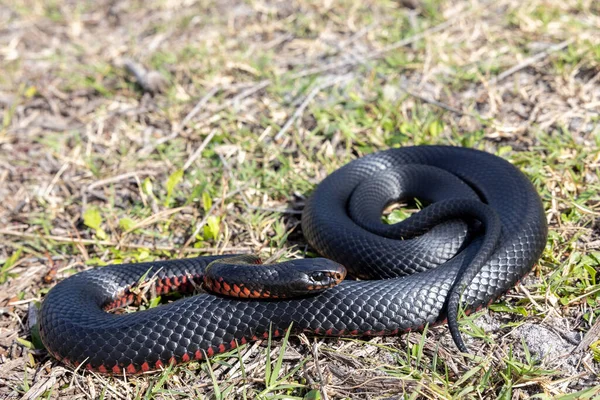 Red Bellied Black Snake Basking Sunlight — Stock Photo, Image