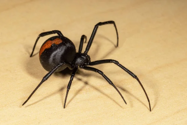 Крупный План Фото Redback Spider — стоковое фото