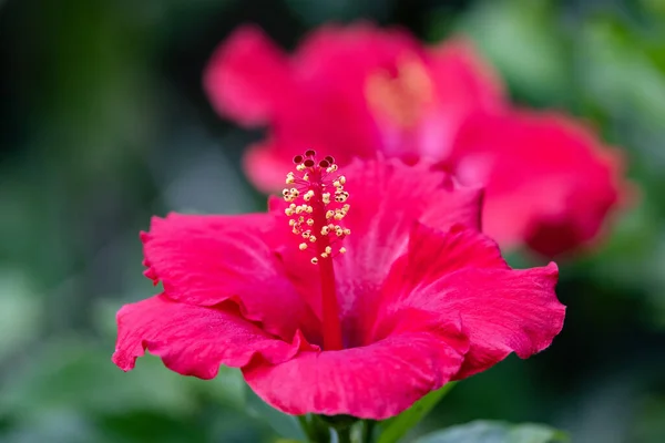 Hibiscus Rojo Planta Flor — Foto de Stock