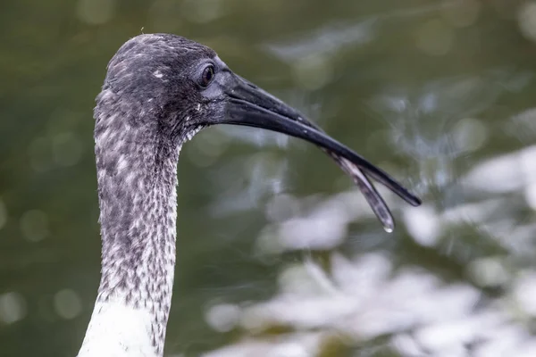 Australian White Ibis Com Projeto Lei Deformado — Fotografia de Stock