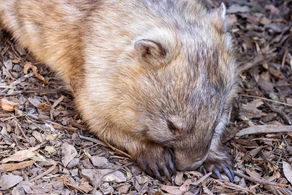 Detailní Záběr Mladé Společné Wombat Odpočinku — Stock fotografie