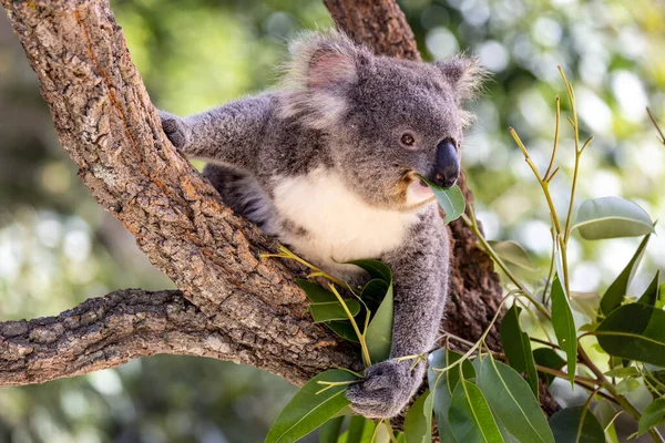 Koala Alimenta Hojas Goma —  Fotos de Stock