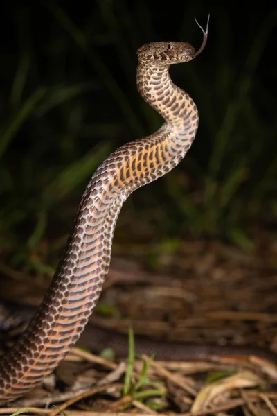 黄金の冠ヘビが舌をちらつきます — ストック写真