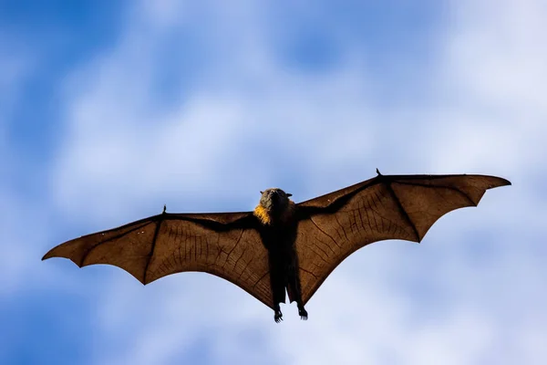 Γκρίζο Κεφάλι Flying Fox Κατά Την Πτήση Δείχνει Φτερό Σκελετό — Φωτογραφία Αρχείου