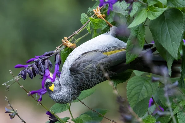 Lauter Bergmann Trinkt Nektar Aus Blüte — Stockfoto