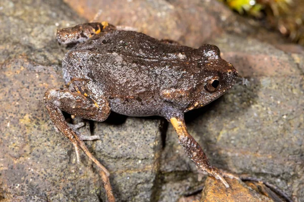 Fechar Dusky Toadlet — Fotografia de Stock