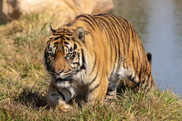 Sumatra Tiger Einem Australischen Zoo — Stockfoto