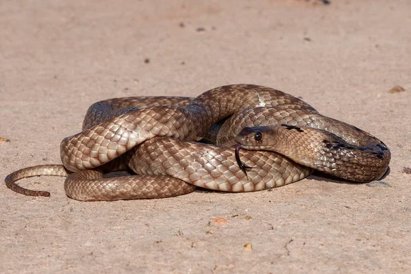 Cobra Castanha Focinho Cinta Enrolada — Fotografia de Stock