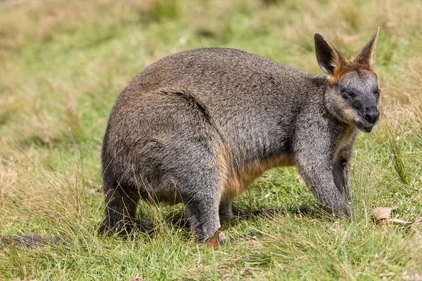 Mocsár Wallaby Etetés Füves Területen — Stock Fotó