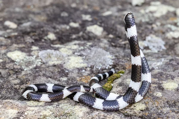Australiano Bandy Bandy Snake Mostrando Corpo Loop — Foto Stock
