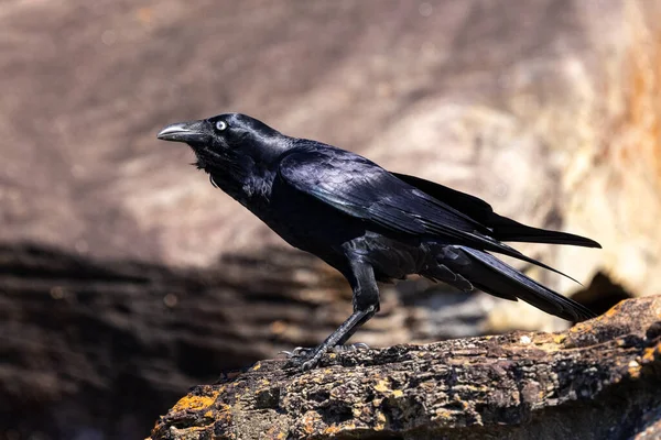 Australian Raven Encaramado Cara Roca —  Fotos de Stock