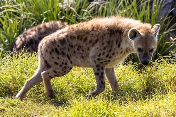 Nahaufnahme Einer Gefleckten Oder Lachenden Hyäne Einem Australischen Zoo — Stockfoto