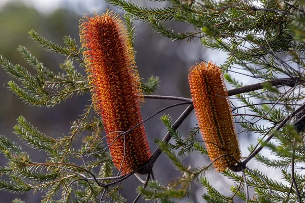 Heath Banksia Albero Fiore — Foto Stock