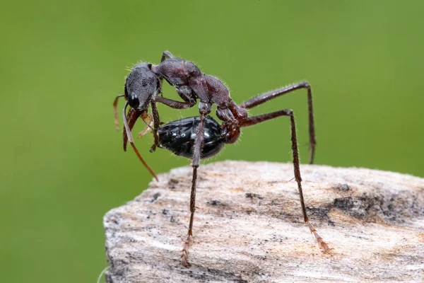 Australian Bull Ant Faisant Passer Pour — Photo