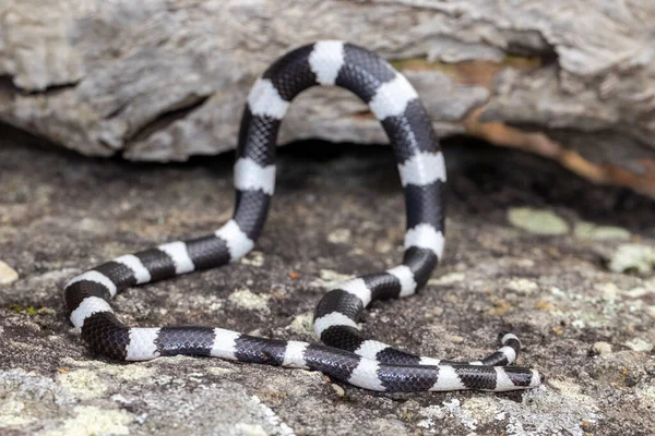 Bandy Bandy Snake Montrant Des Boucles Corps Comme Moyen Défense — Photo