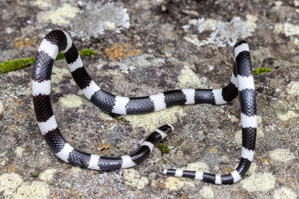Bandy Bandy Snake Displaying Body Loops Means Defence — Stock Photo, Image
