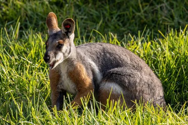 Geelvoetwalvis Gevangenschap — Stockfoto