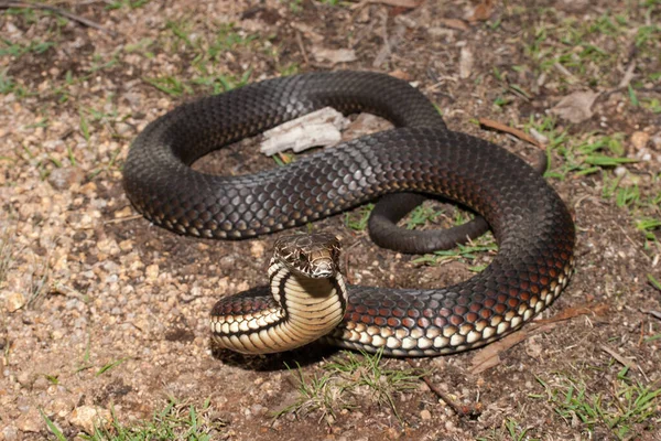 Serpiente Cabeza Cobre Australiana Postura Defensa — Foto de Stock