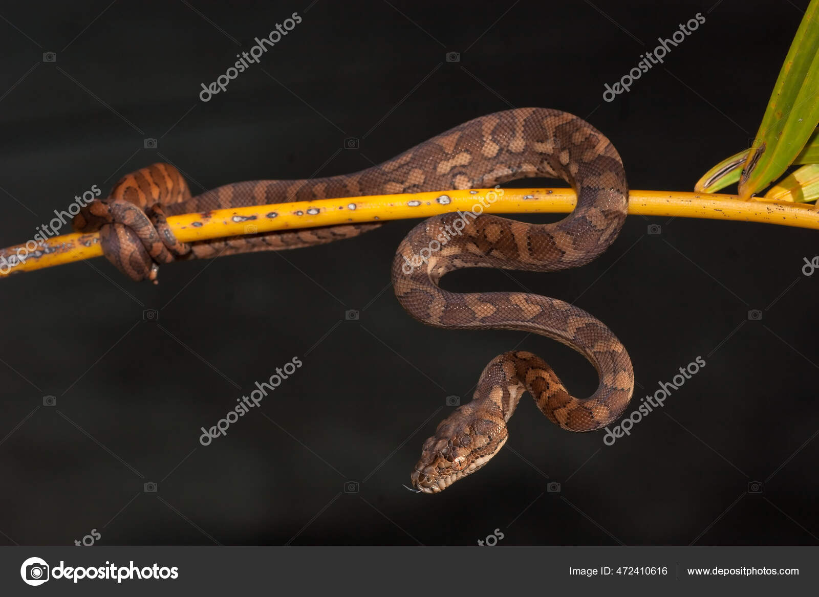 Juvenile Australian Carpet Python Stock Photo by