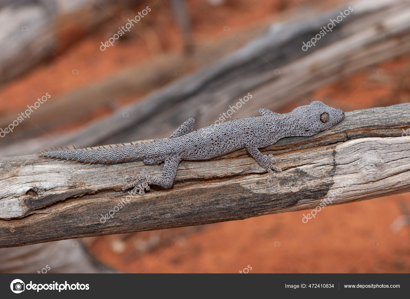 Northern Spiny Tailed Gecko Stock Photo by ©kengriffiths.live.com 472410834