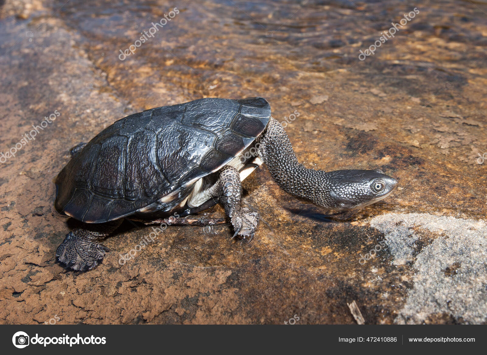 Stockfotos Side Necked Turtle Bilder Stockfotografie Side Necked Turtle Lizenzfreie Fotos Depositphotos