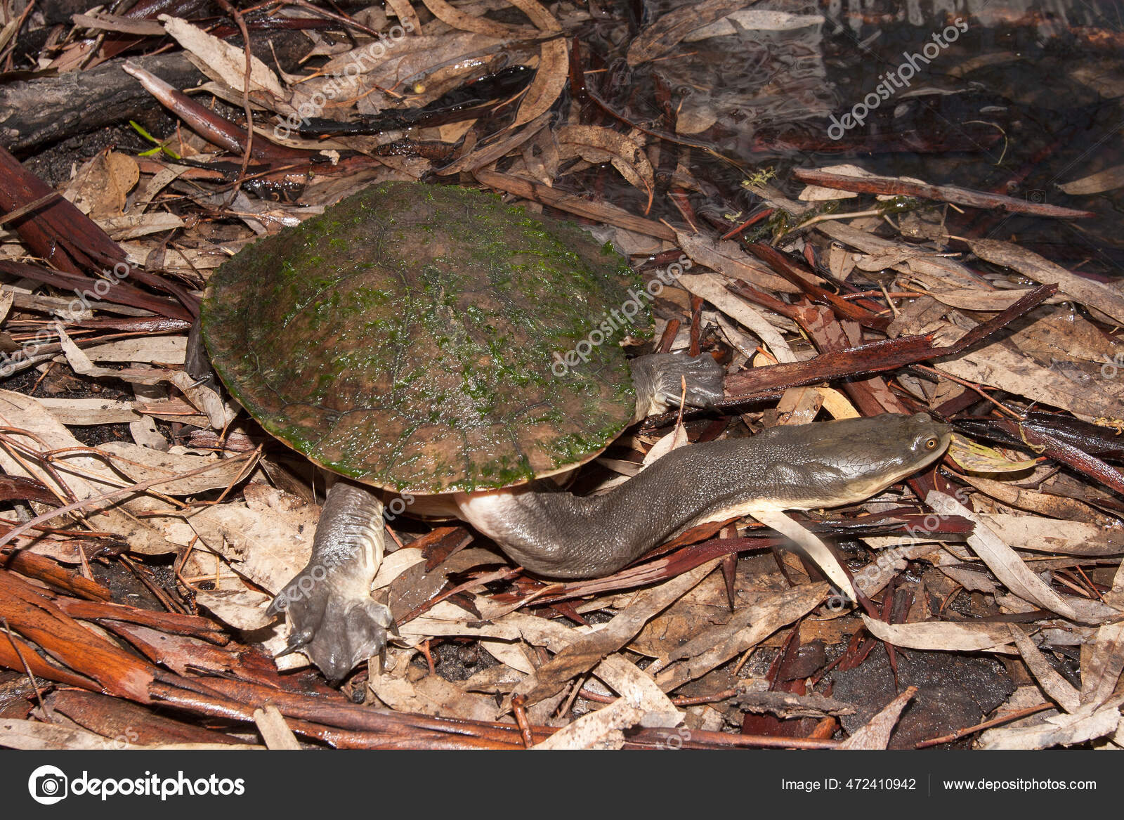Stockfotos Seite Necked Turtle Bilder Stockfotografie Seite Necked Turtle Lizenzfreie Fotos Depositphotos