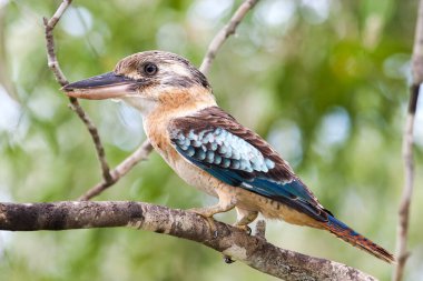 Kuzey Avustralya 'dan mavi kanatlı yalıçapkını.