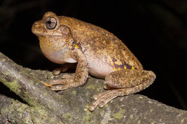 Peron Ağaç Kurbağası arıyor.